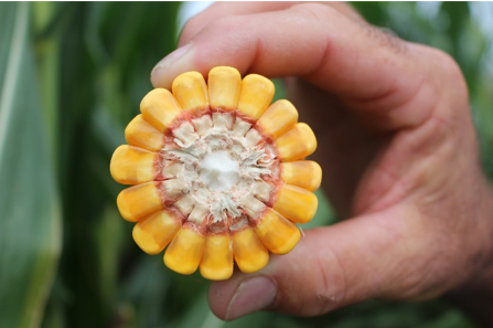 corn yield potential 1png